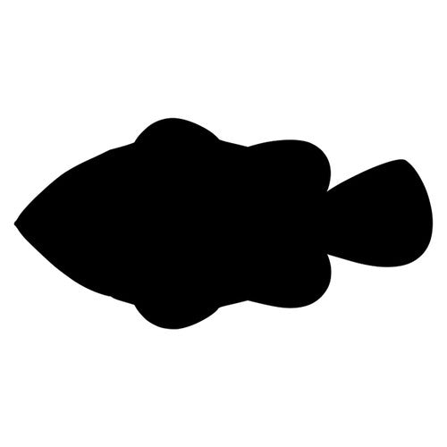 Zart Scratch Fish Pack of 24