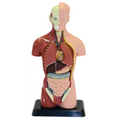 Human Anatomy Model 27cm 8 Pieces