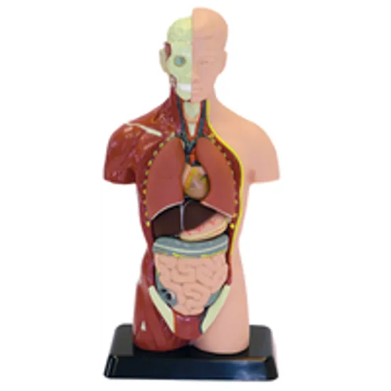 Human Anatomy Model 27cm 8 Pieces