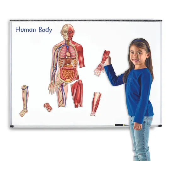 Double Sided Magnetic Human Body 17 Pieces