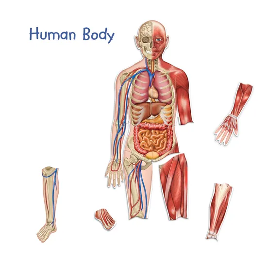 Double Sided Magnetic Human Body 17 Pieces