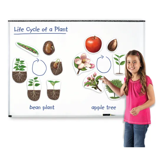Giant Magnetic Plant Life Cycle Set 12 Pieces