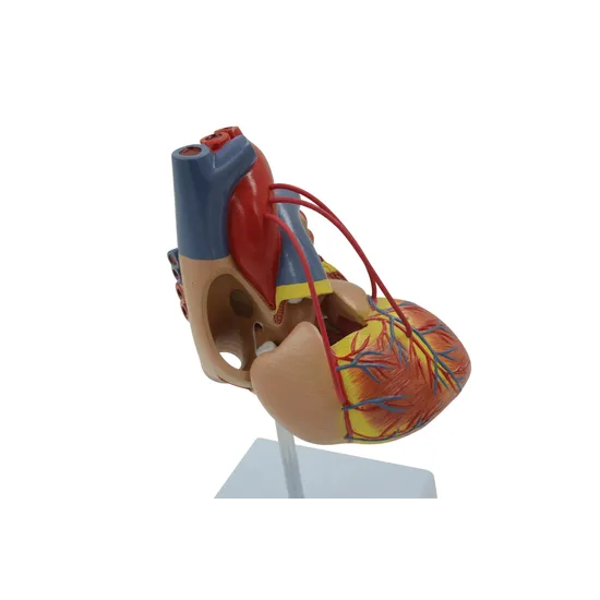 Human Heart Life Size Model 2 Parts