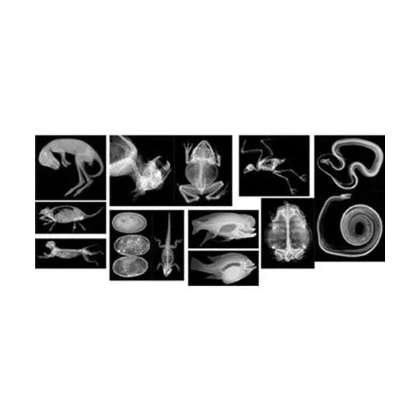 Animal X-Rays 14 Images with Matching Picture Cards