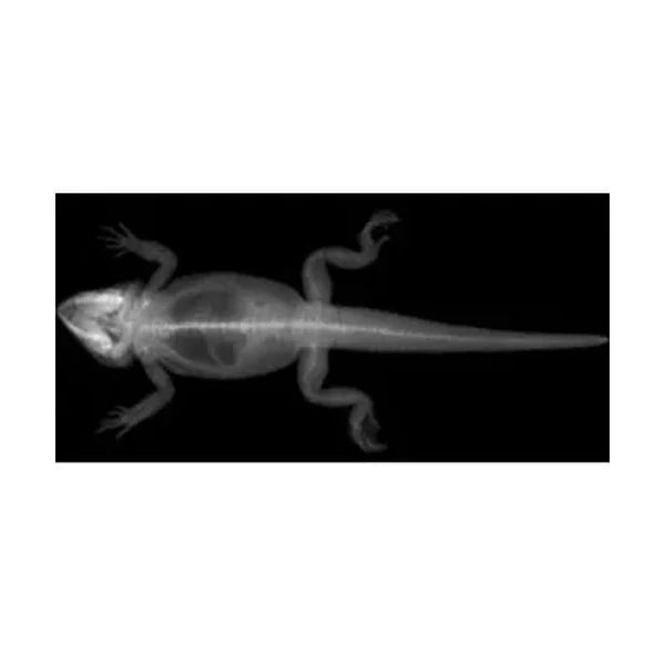 Animal X-Rays 14 Images with Matching Picture Cards