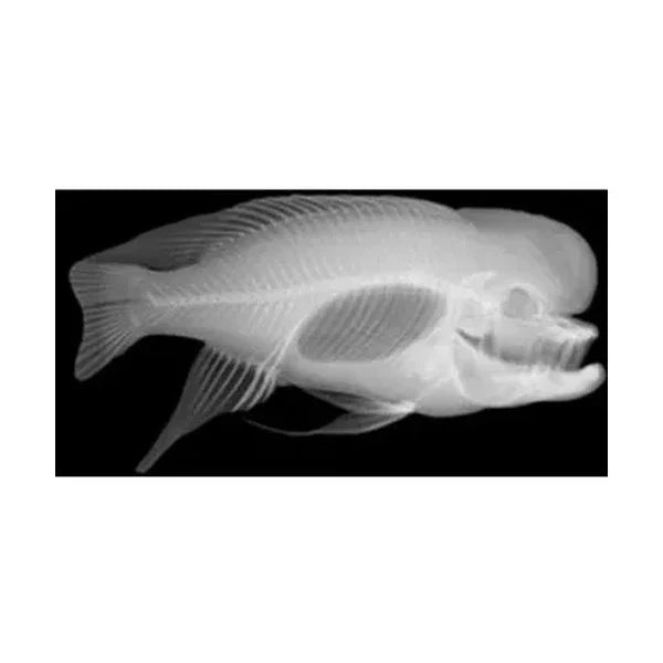 Animal X-Rays 14 Images with Matching Picture Cards
